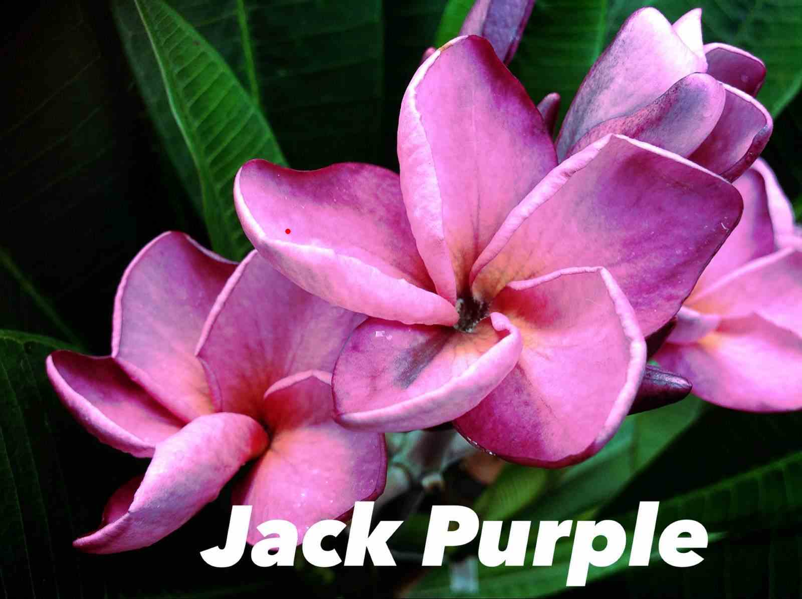 Plumeria rubra "jack purple" (frangipanier) taille pot de 2 litres ? 20/30 cm -   violet