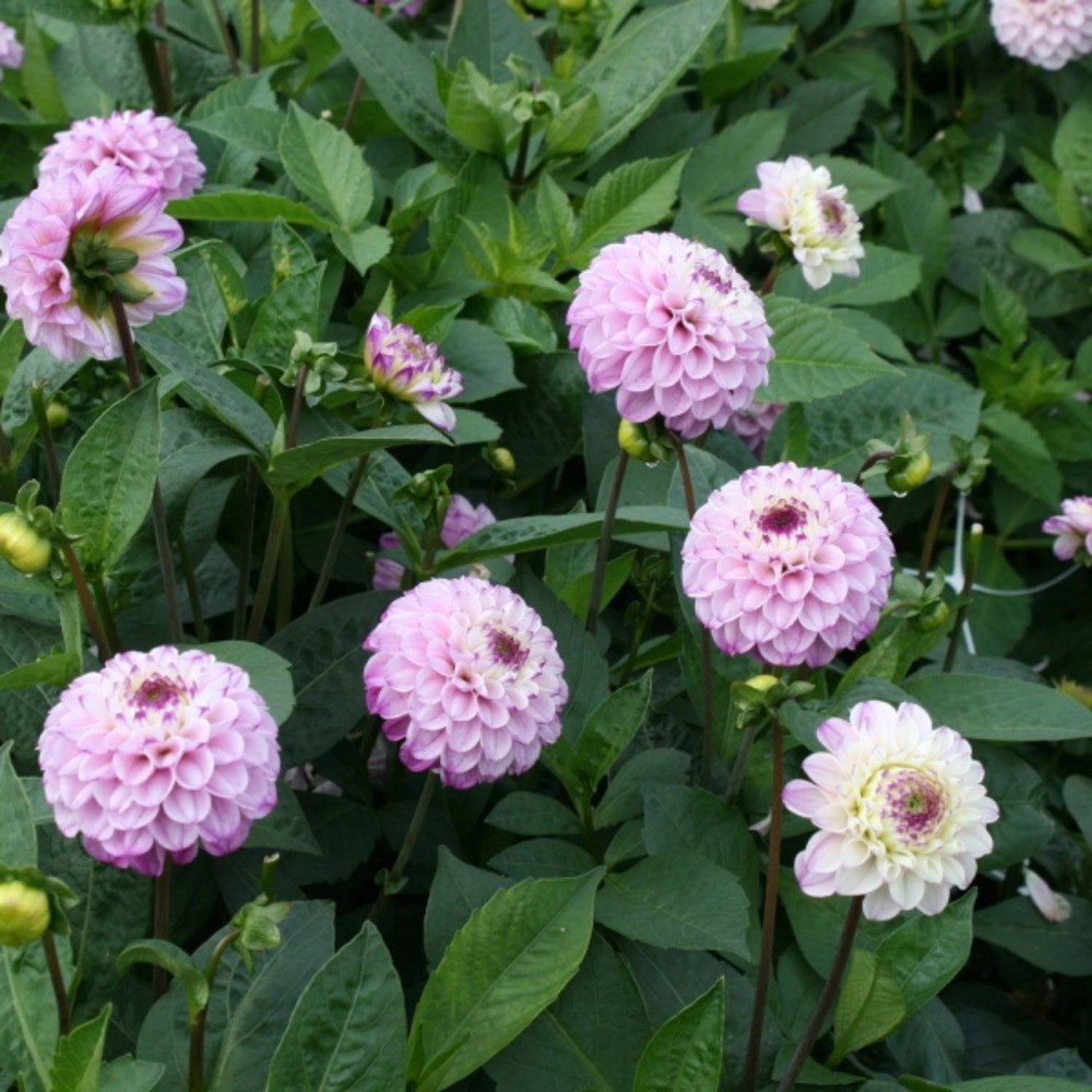 Dahlia gpe pompom ''genova'' bulbe calibre i