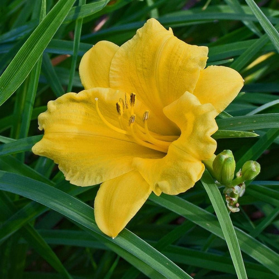 Hémérocalle president rice lot de 9 godets