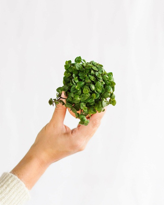 Mini callisia repens vert 12cm - plante d'intérieur