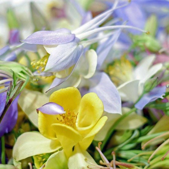 Graines d'ancolie etoile variée - vilmorin sachet