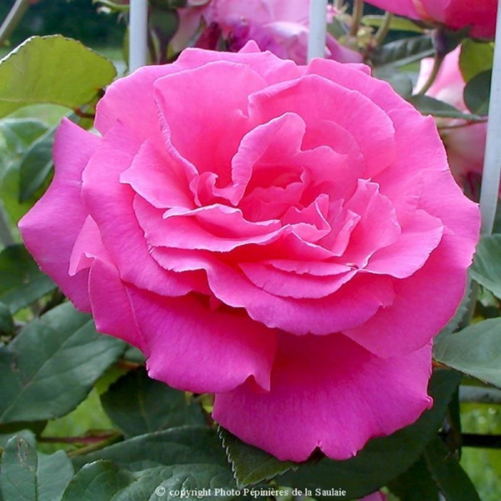 Rosier liane 'zépherine douhin'