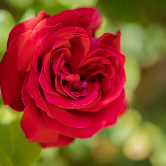 Rosier grimpant salammbô® 'delperl' pot de 3l - touffe