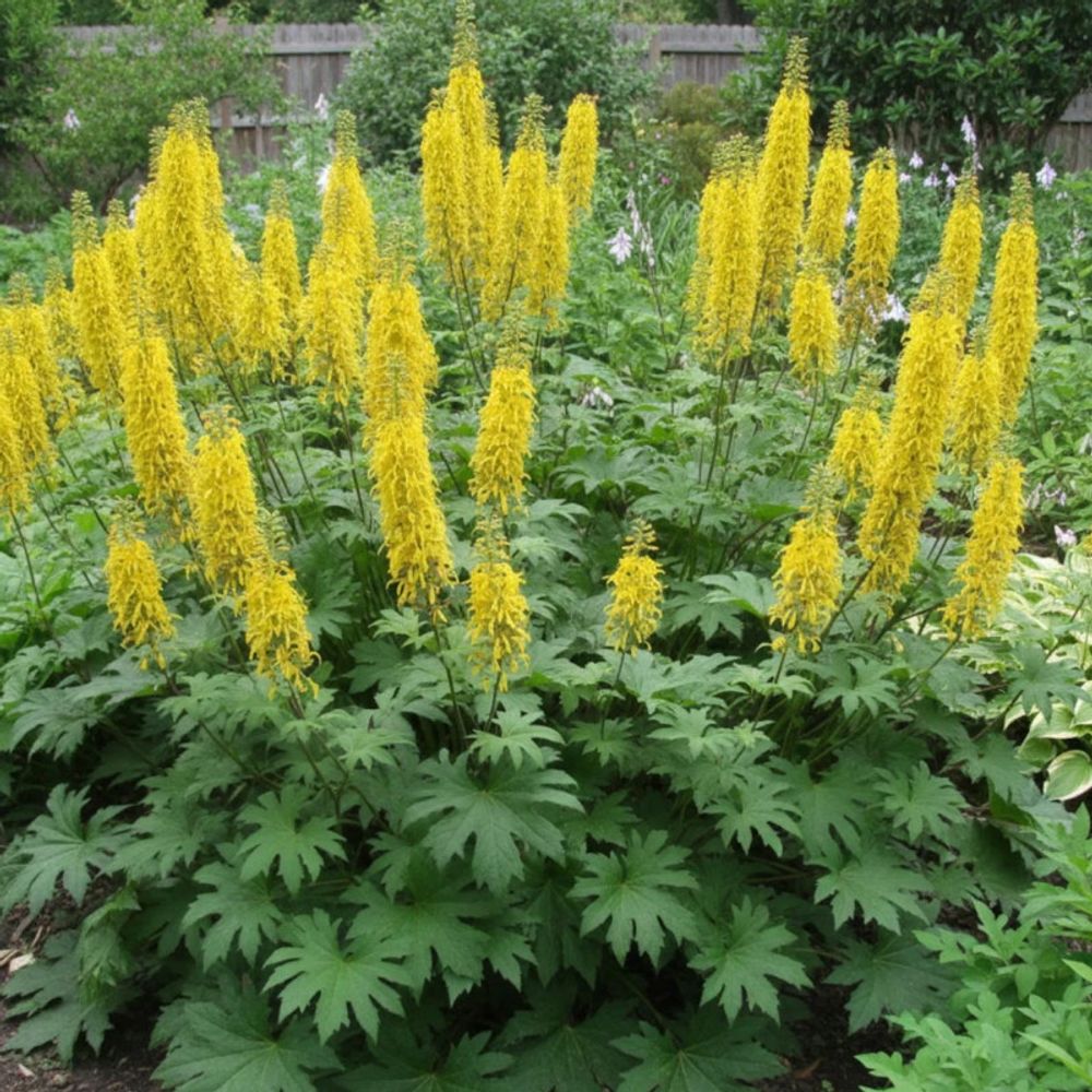 Ligulaire de przewalskii lot de 9 godets