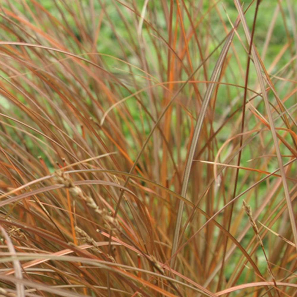 Laîche à tiges minces lot de 5 godets