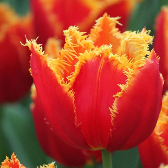 Tulipe 'fabio' bulbe calibre 11+ (par 10)