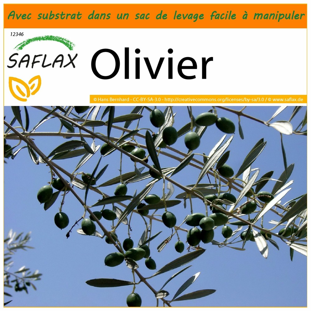 Garden in the bag - olivier - 20 graines - olea europea