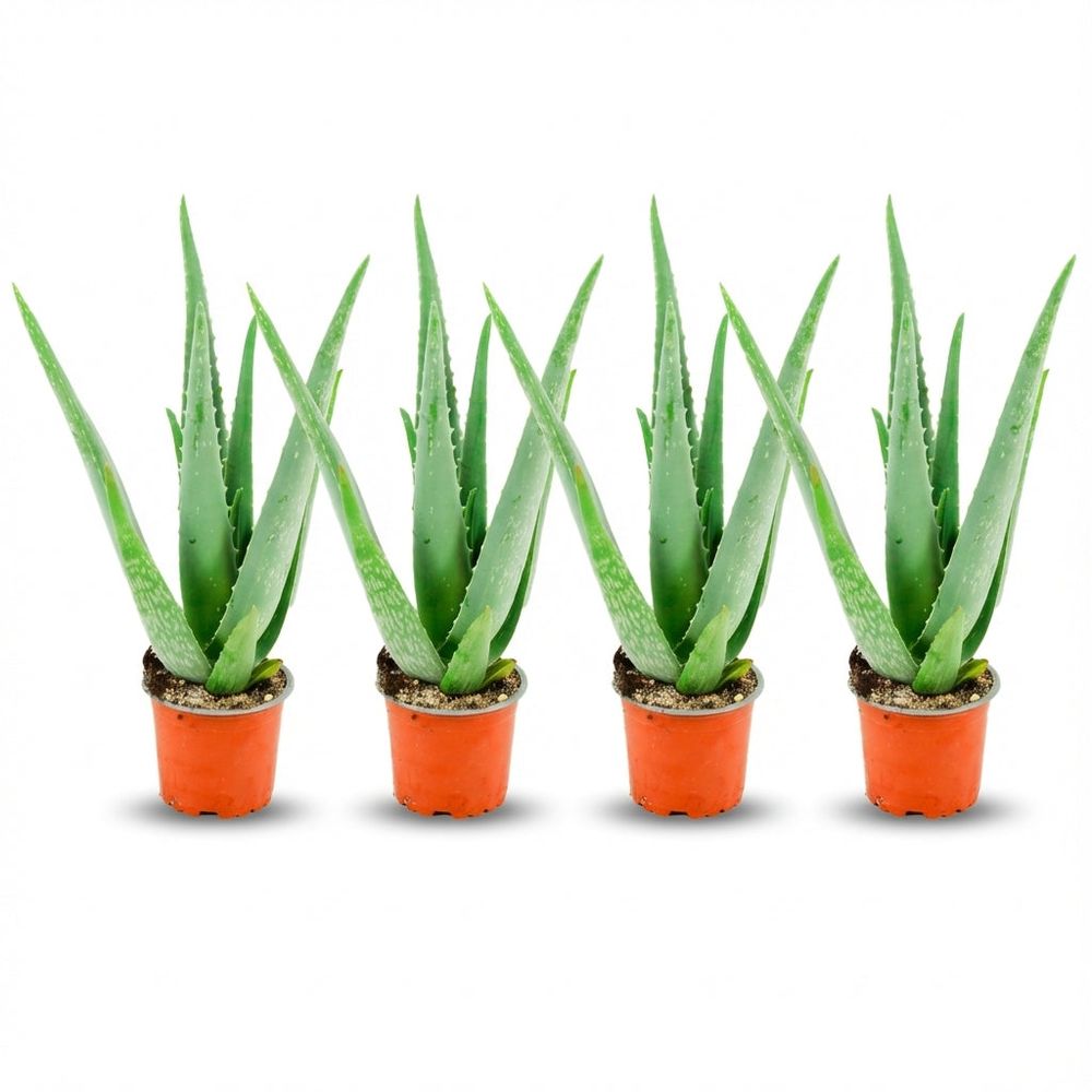 Aloë vera - pot de 10cm - hauteur: 35 - 40cm
