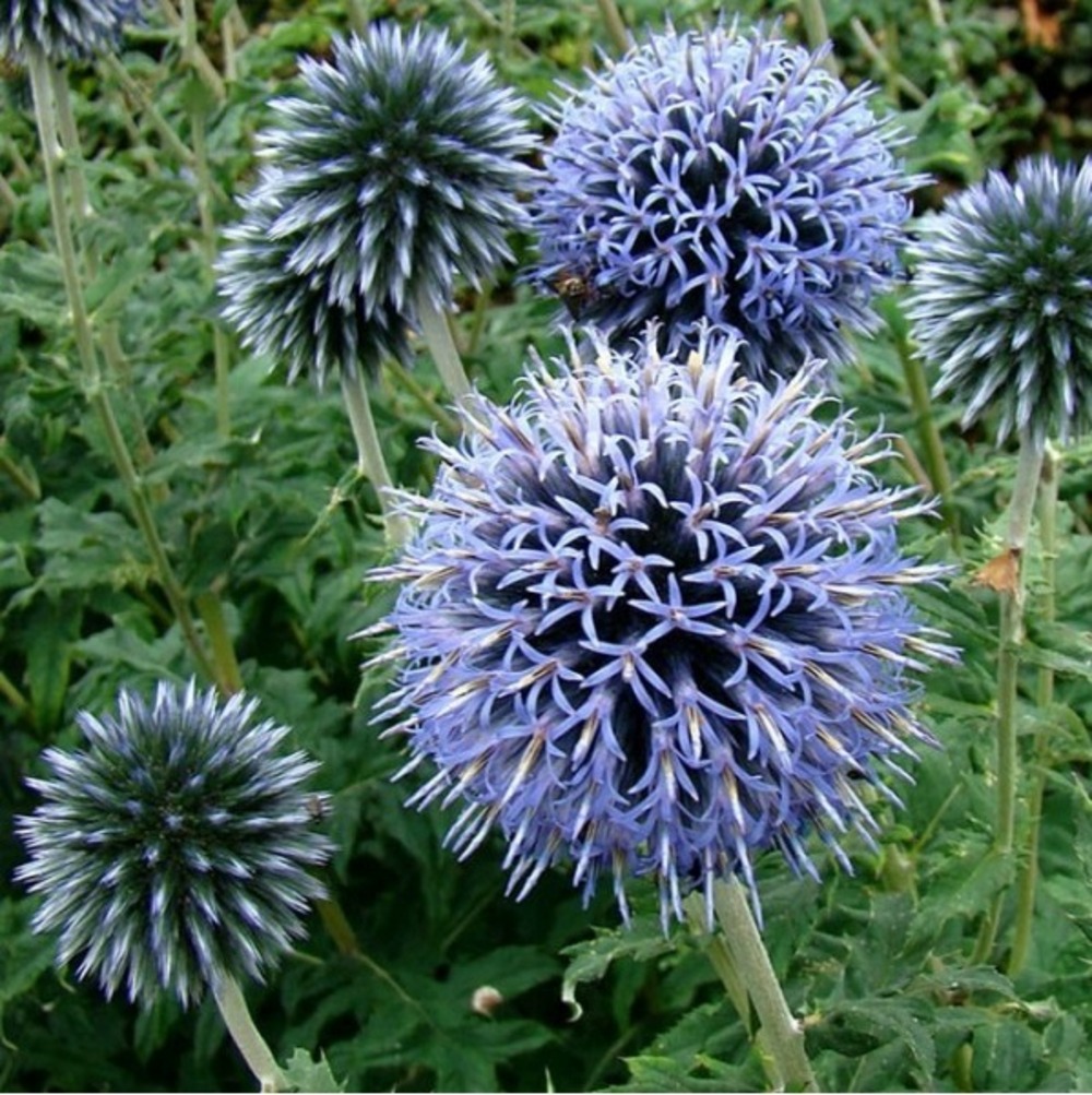6 x boule azurée - echinops ritro 'veitch's blue'  - godet 9cm x 9cm