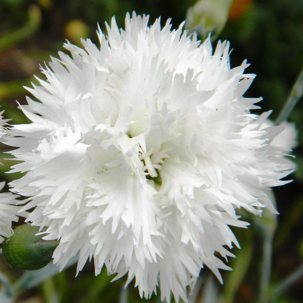 Œillet mignardise 'albus plenus' godet de 8/9 cm
