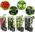Berry mix - mélange de 4 plantes à baies - pot 9cm - hauteur 25-40cm