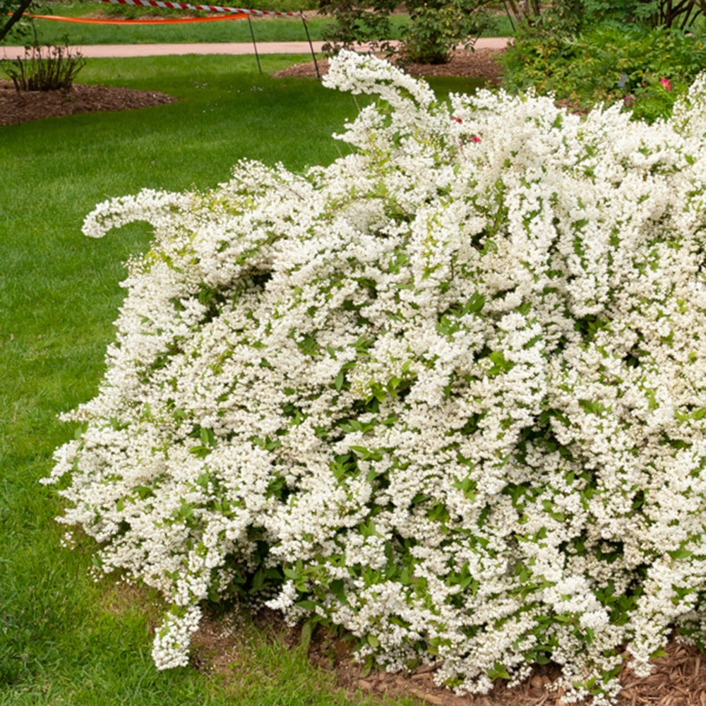 Deutzia gracilis - le pot / 1.5l / hauteur livrée 25-30cm