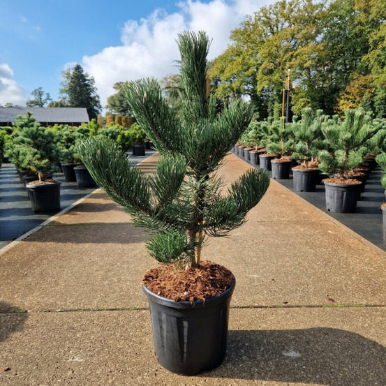 Pin noir d'autriche 'oregon green' pot 11l 40/60cm - pinus nigra oregon green