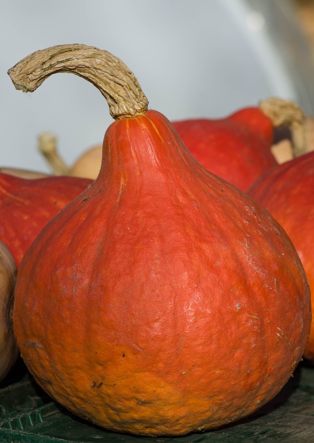 Sachet de graines de potimarron uchiki kuri - sachet de 3 grammes - petite entreprise française - made in france