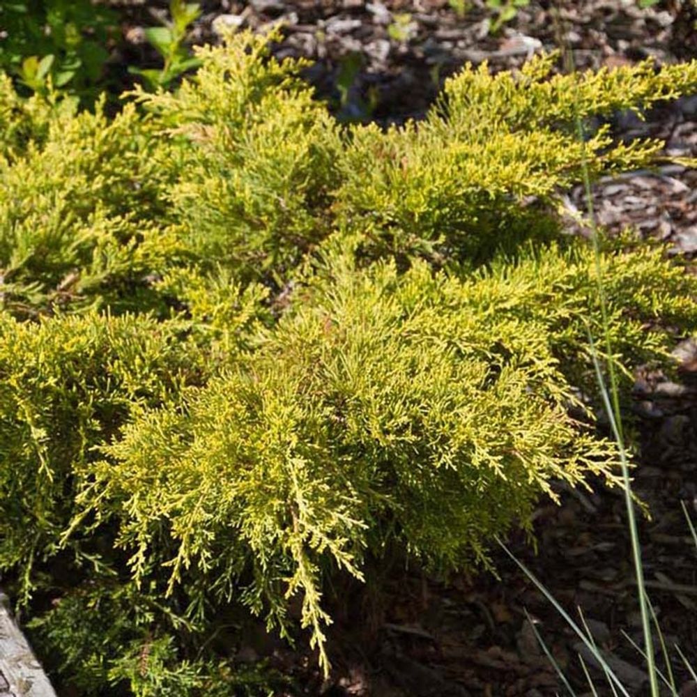 Genévrier 'goldkissen' pot de 7,5l/10l