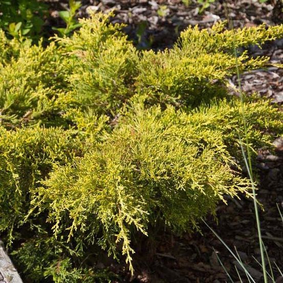 Genévrier 'goldkissen' pot de 7,5l/10l