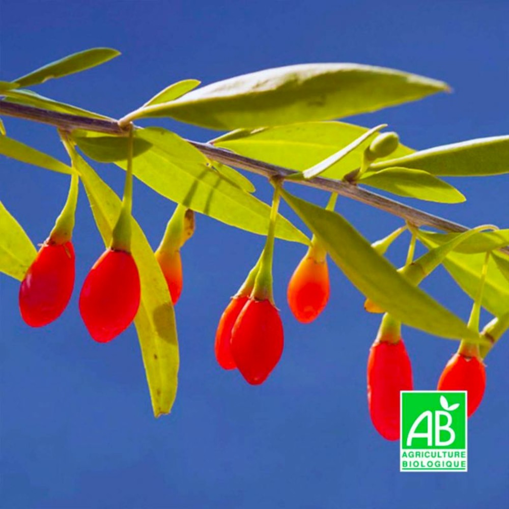 Goji 'Barbarum' BIO…