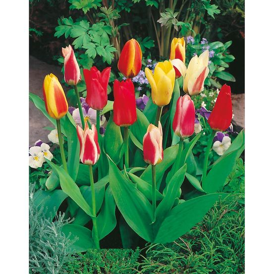 Tulipe greigii melange - 10 bulbes