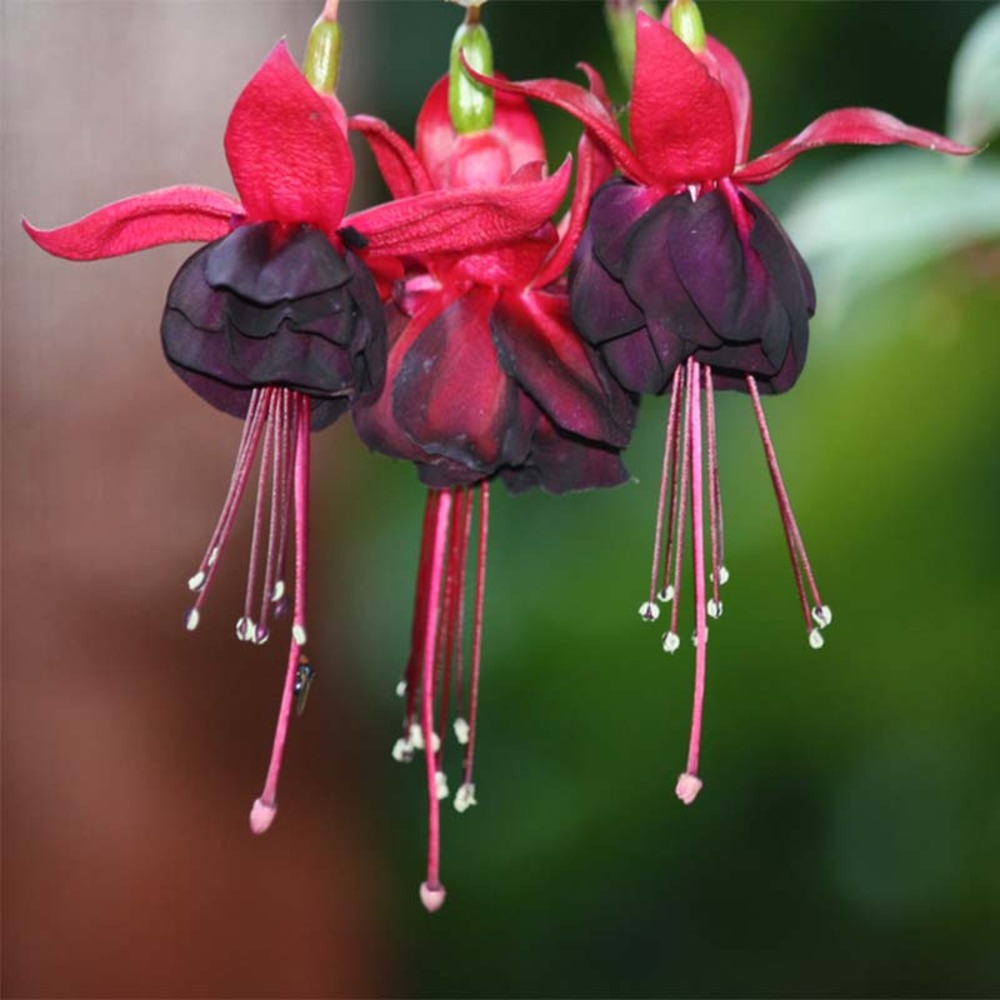 Fuchsia 'rohees millenium' mini-motte ø 3/4 cm, plant vert de 5 à 10 cm de haut (par 5)
