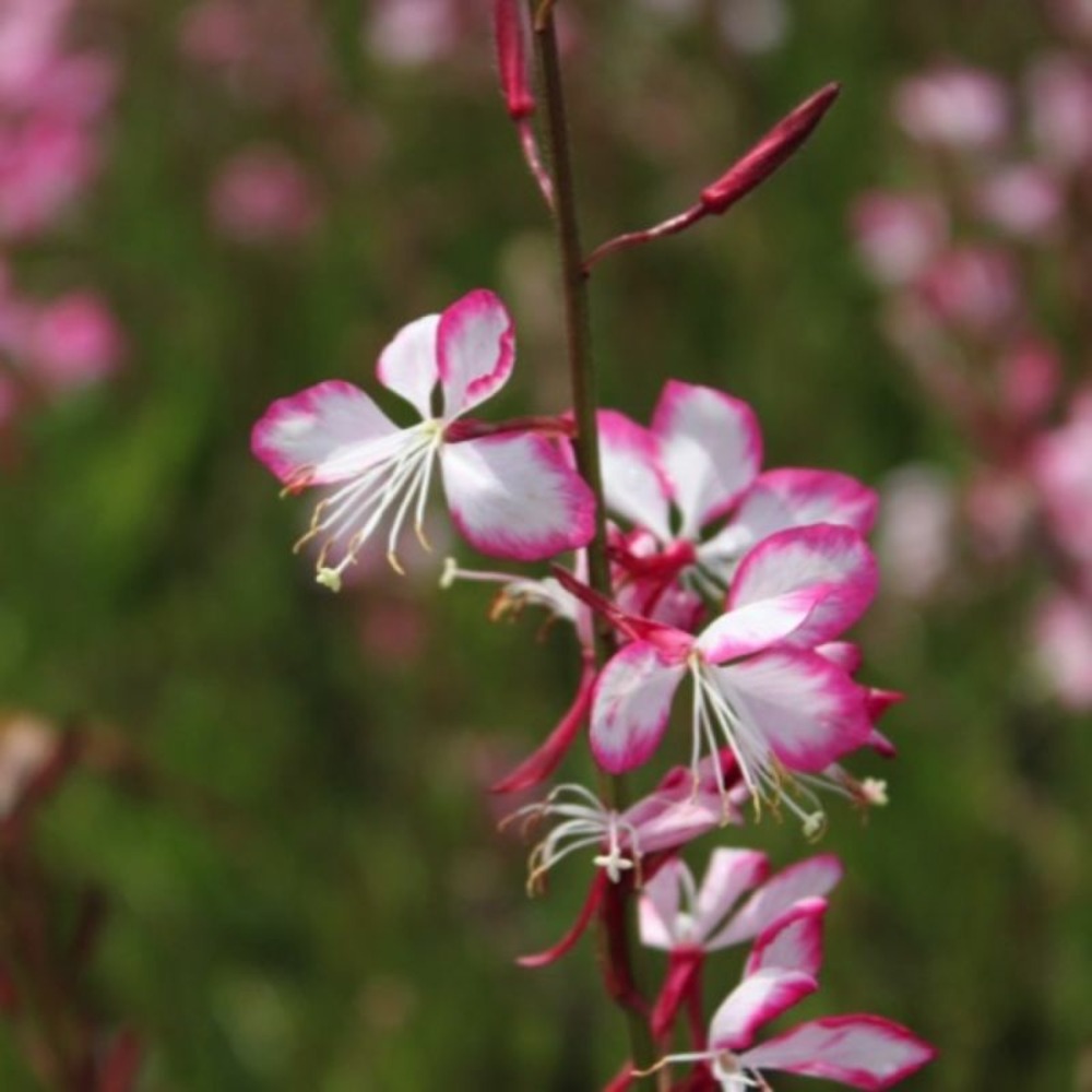 3 gauras de lindheimeri 'rosyjane'®