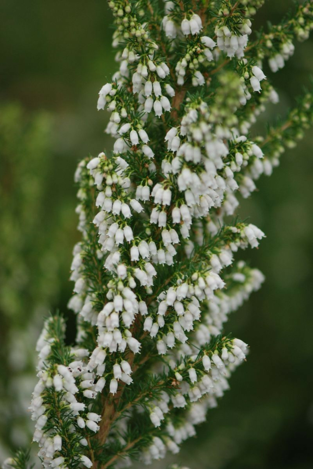 Bruyère du portugal - en pot de 3 litres