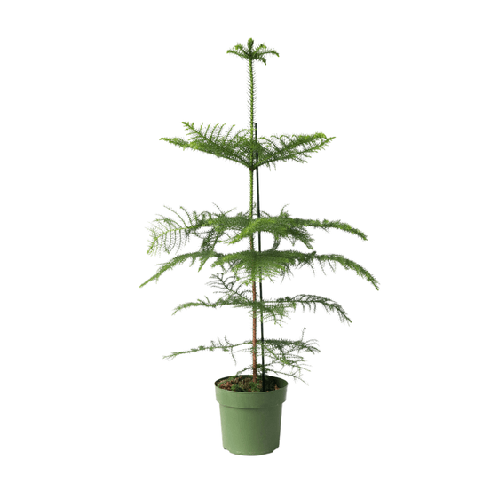 Pin de norfolk - araucaria heterophylla - hauteur 70-80cm - ⌀21cm