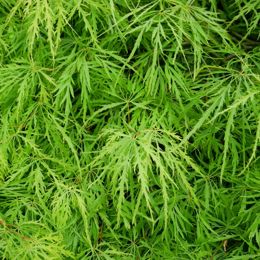 Erable du japon emerald lace - le pot / 3l / hauteur livrée 40-50cm