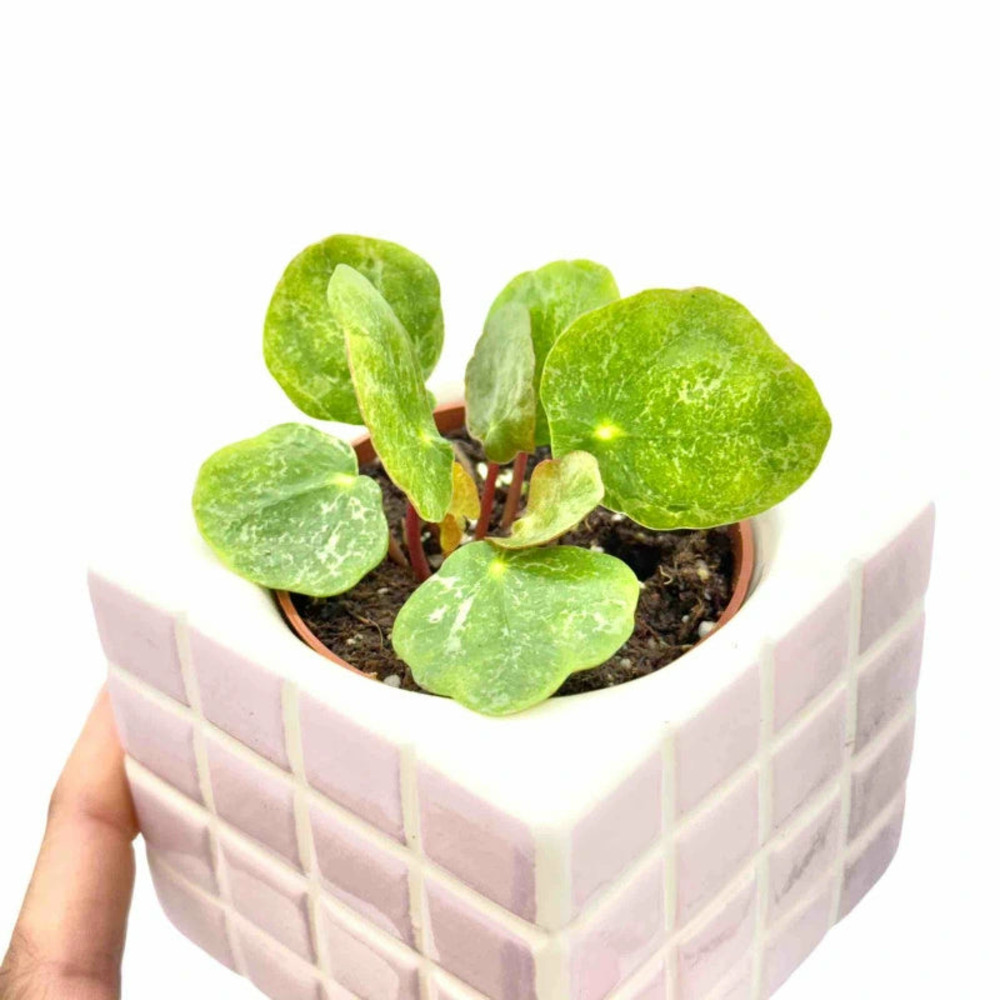 Pilea sugar - pot de 6cm