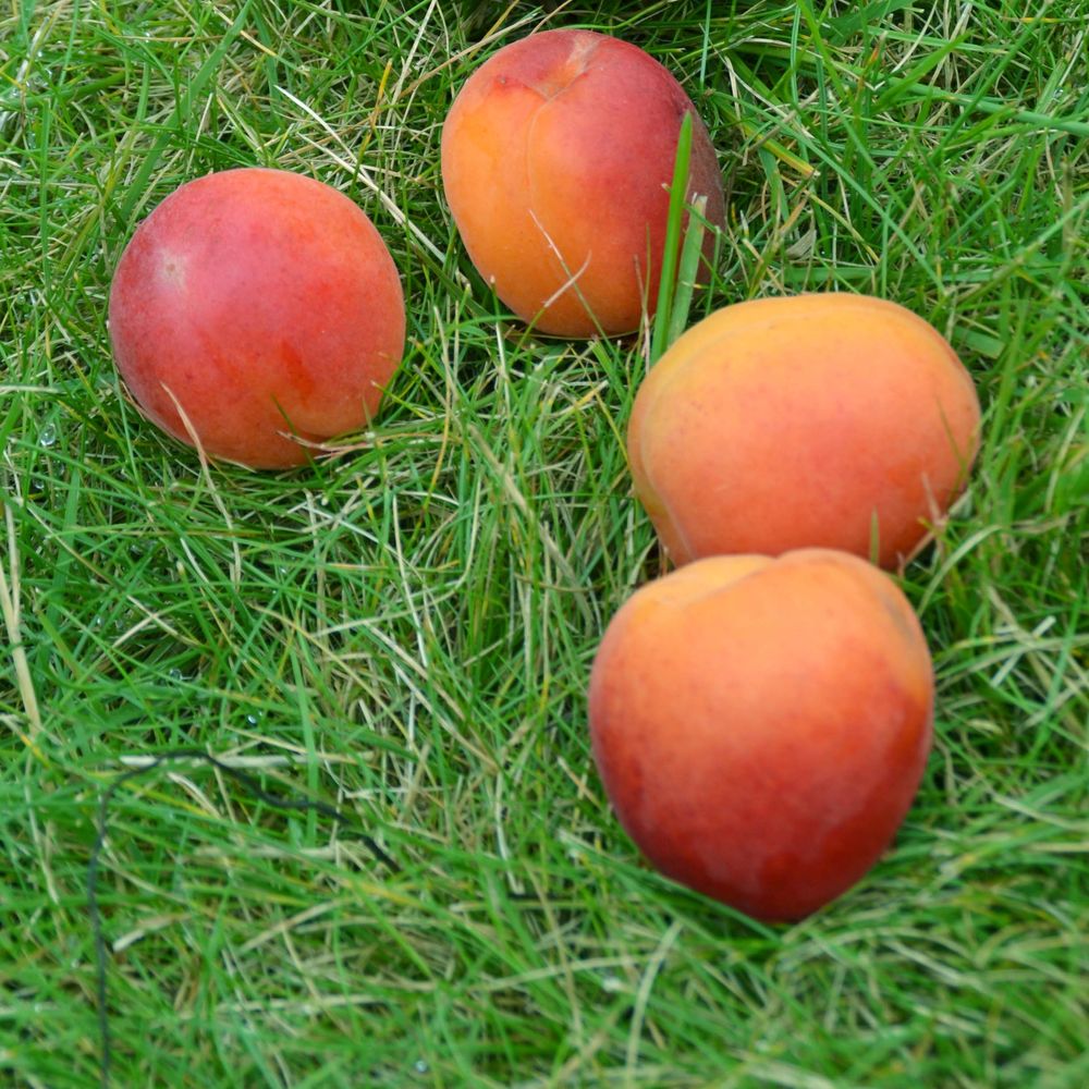 Abricotier 'rouge tardif delbard 'delmast'' racines nues, scion
