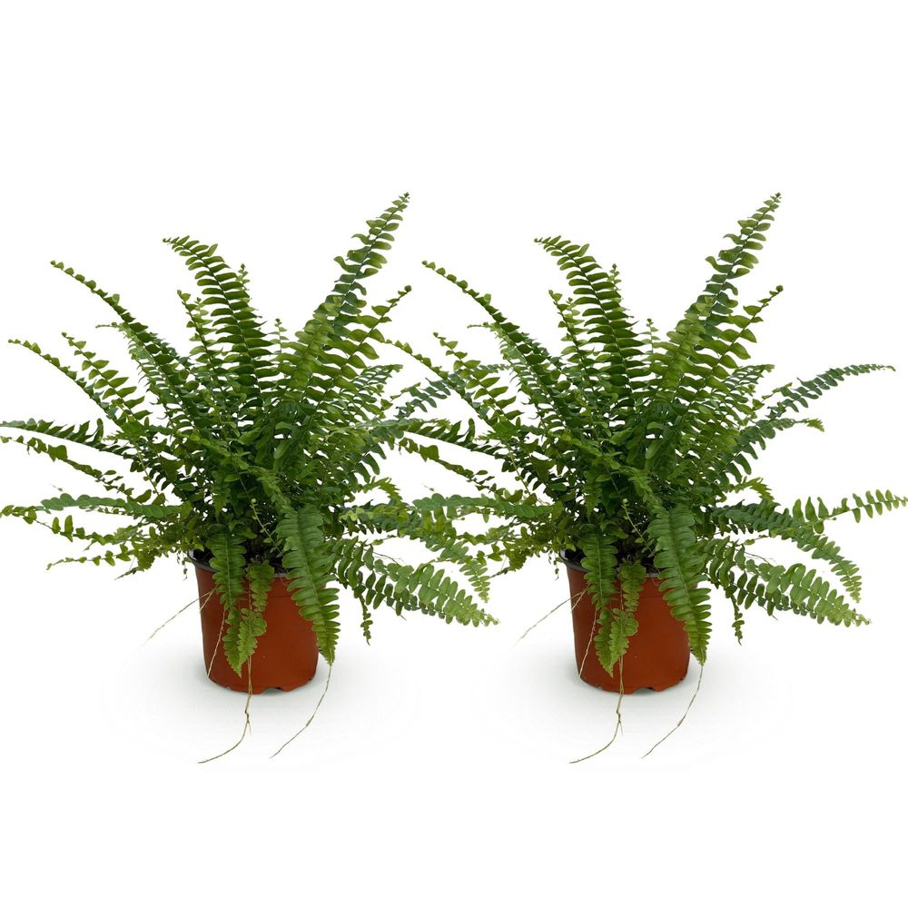 Nephrolepsis exaltata green lady - pet-friendly - pot de 12cm - hauteur 25-30cm