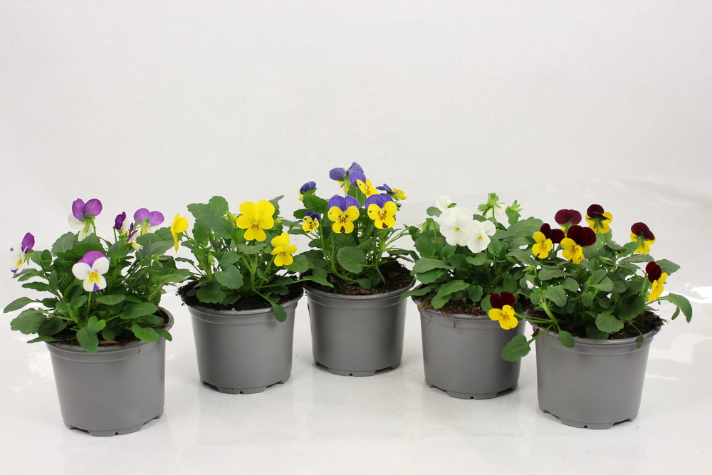 Viola cornuta pot 10,5 cm