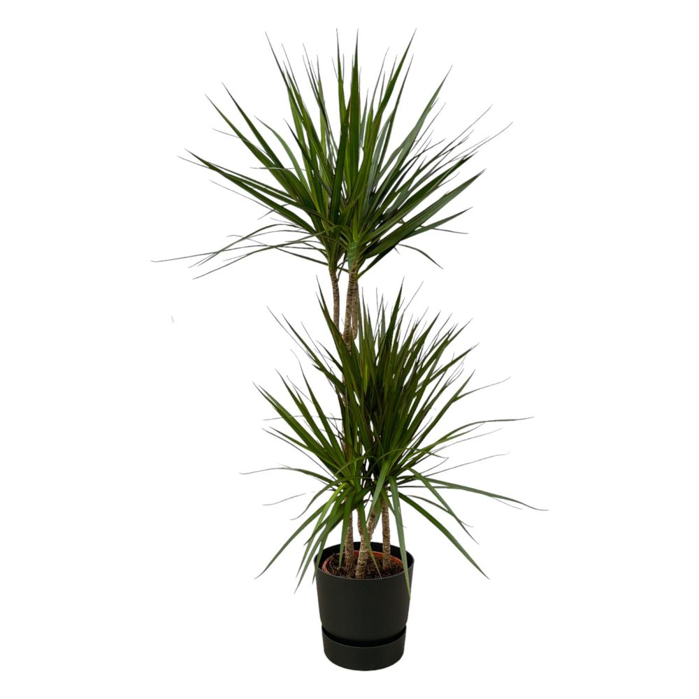 Dracaena marginata - plantes d'intérieur