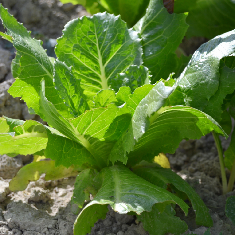 Plant oseille verte pot 1l