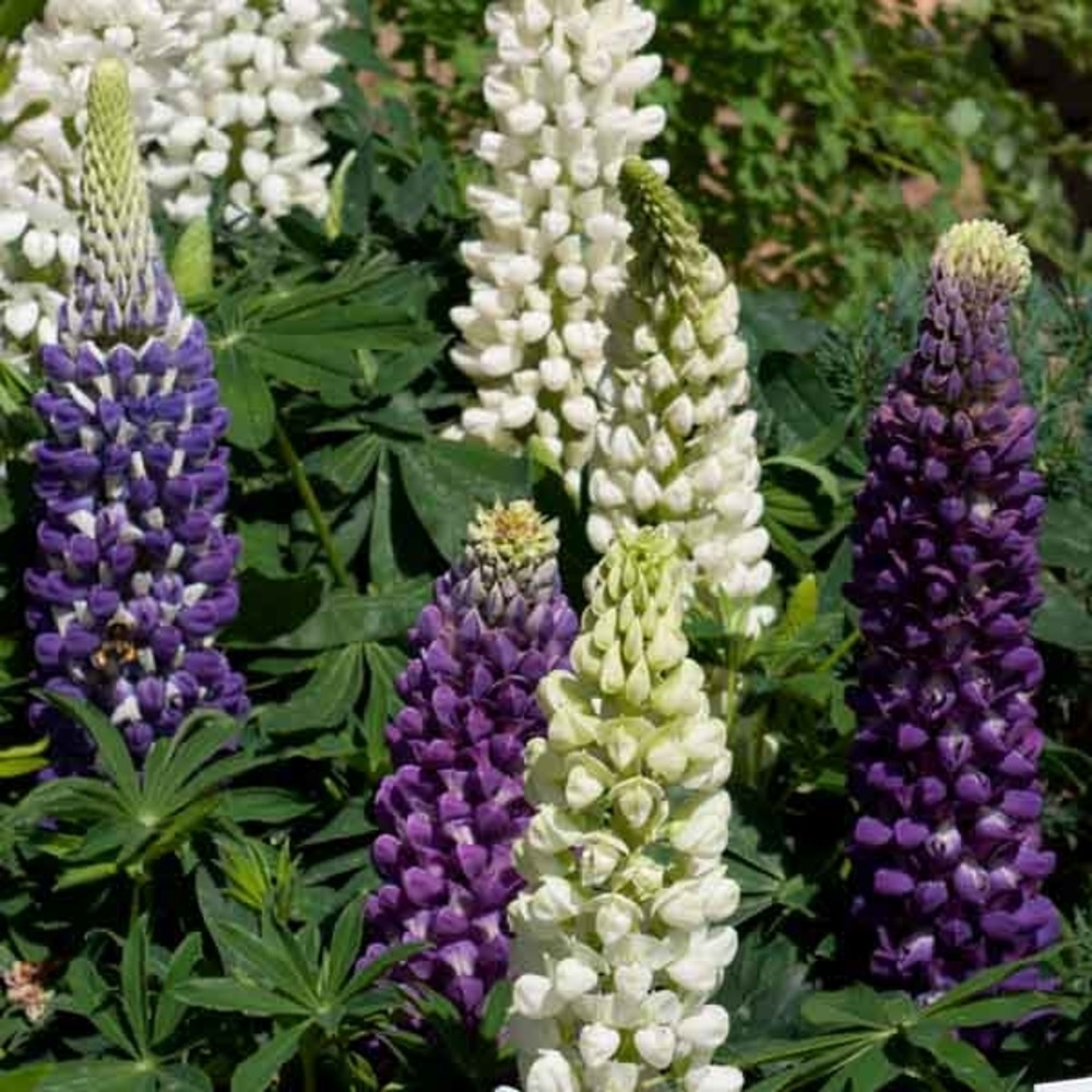 Lupin 'gallery blue' pot de 2l/3l