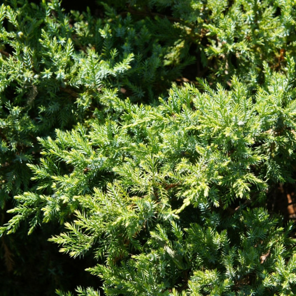 Genévrier écailleux holger - juniperus squamata holger 20cm pot 10l