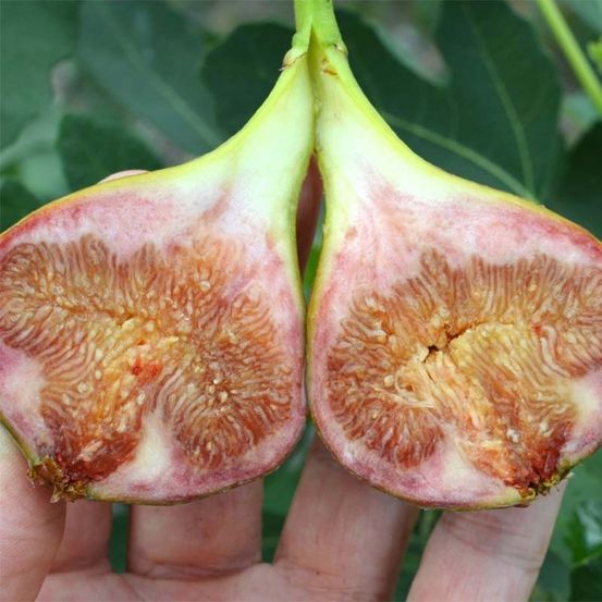 Figuier 'gustissimo perretta' pot de 2l/3l, buisson