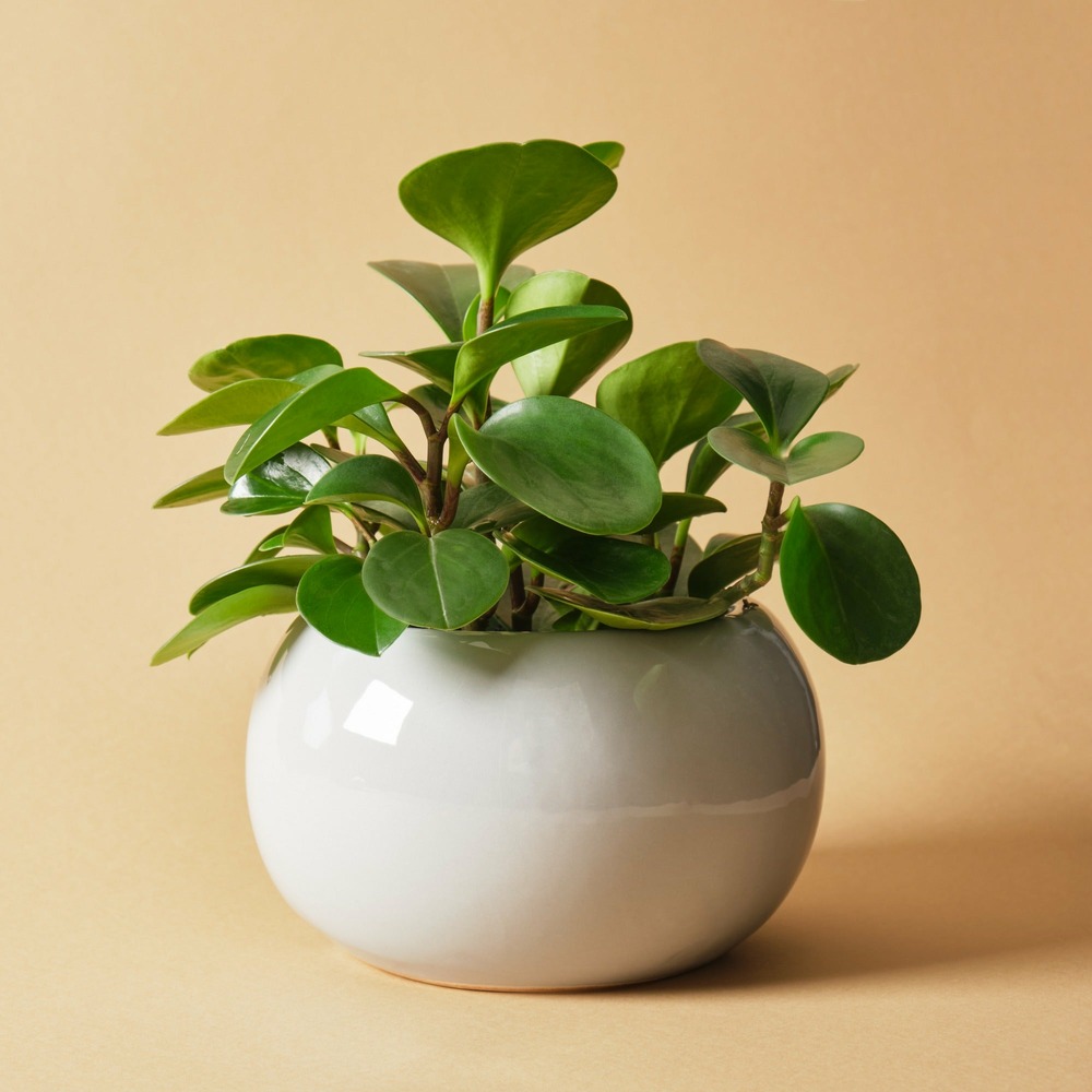 Plante Artificielle Peperomia En Pot Vert - Hauteur 73 Cm - Plastique
