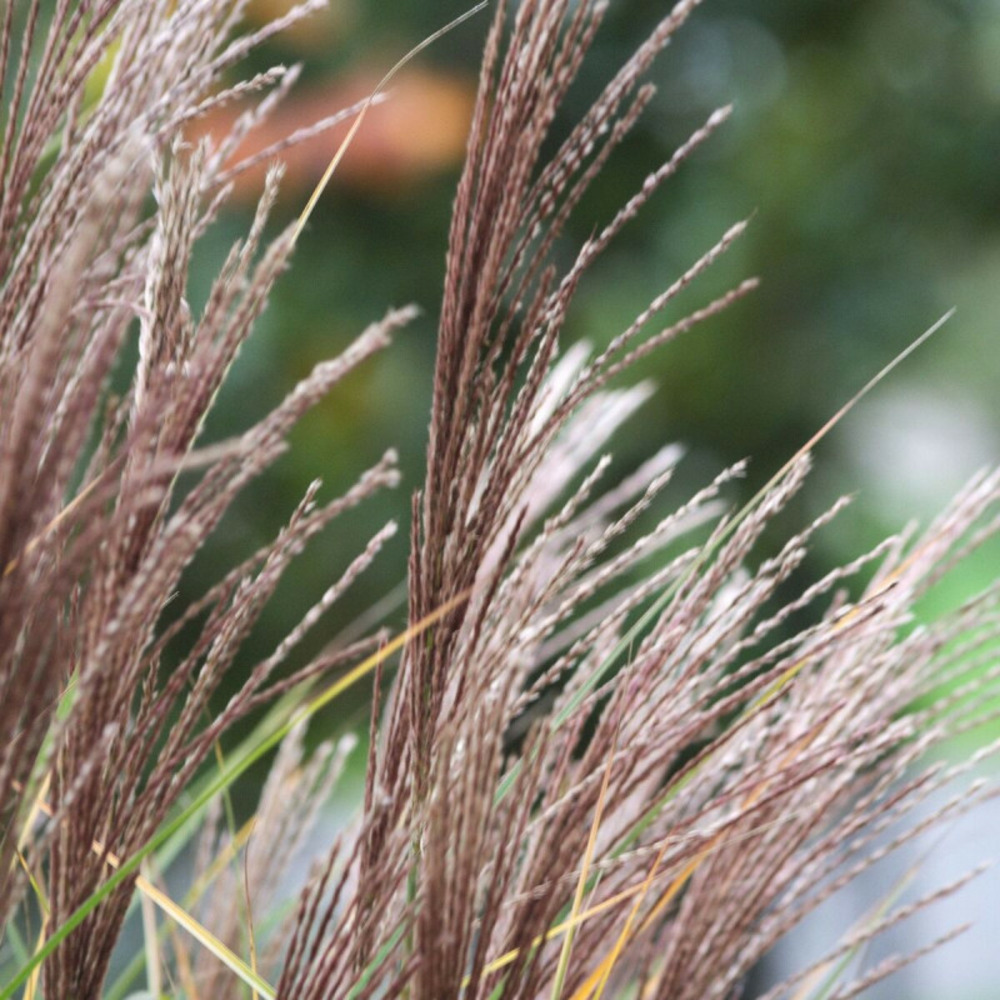 Miscanthus, roseau de chine morning light godet - 5/20 cm