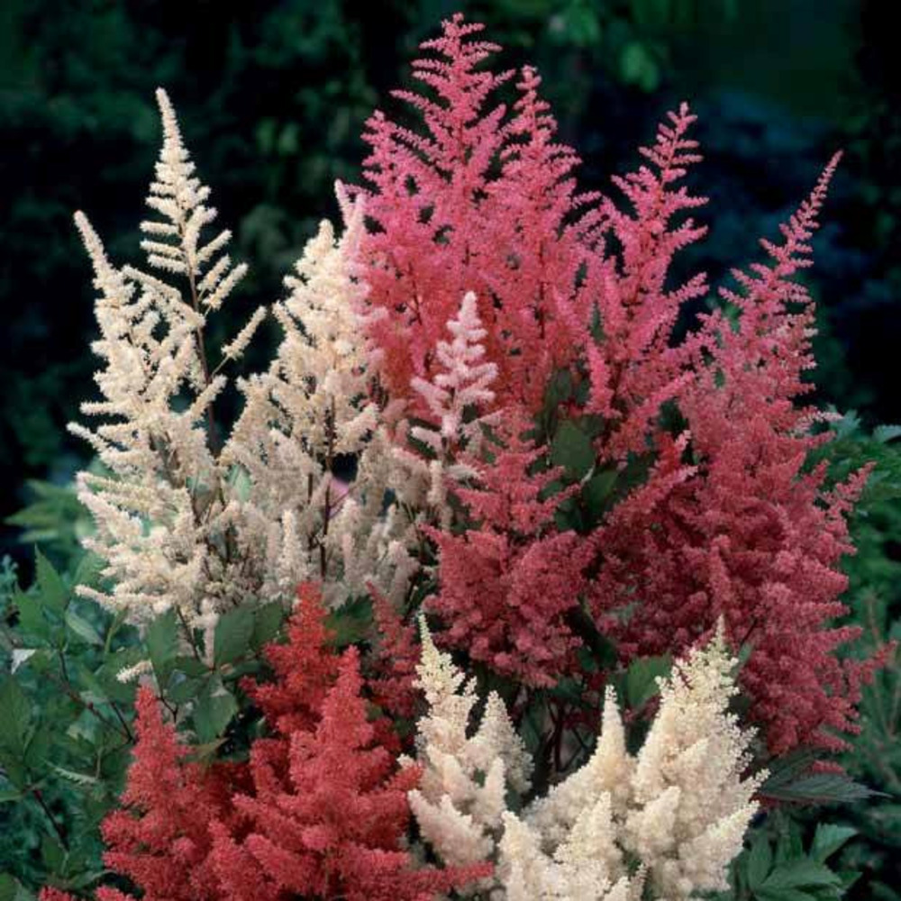 2 astilbes en mélange - le paquet de 2 racines nues, vendu par lot de 6