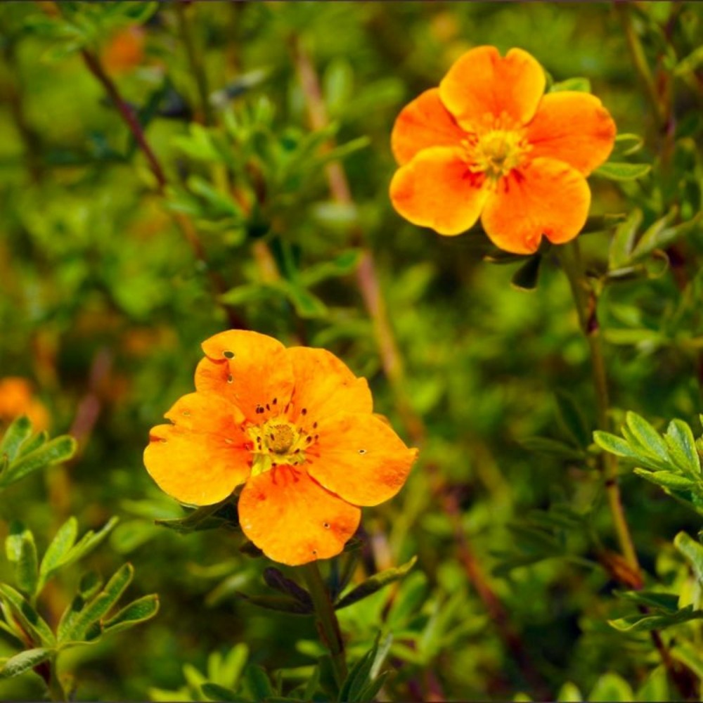 Potentille arbustive 'hopley's orange' (potentilla fruticosa 'hopley's orange')