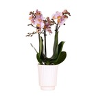 Orchidées colibri | orchidée phalaenopsis rose - andorre en pot décoratif rétro blanc - taille du pot 9cm - 40cm de haut