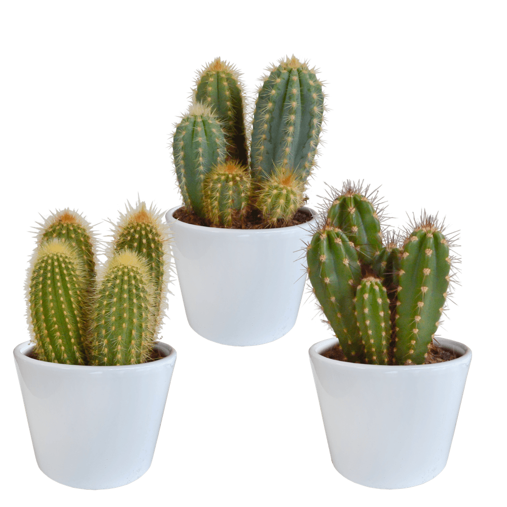 3x mélange de cactus cereus - en pot blanc - ø10,5cm - ↕23cm - plante d’intérieur