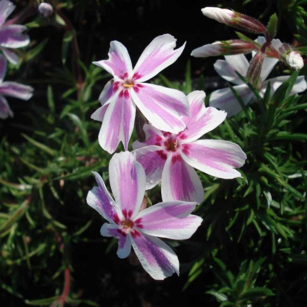 Phlox mousse 'candy stripes' pot de 1,5l/2l