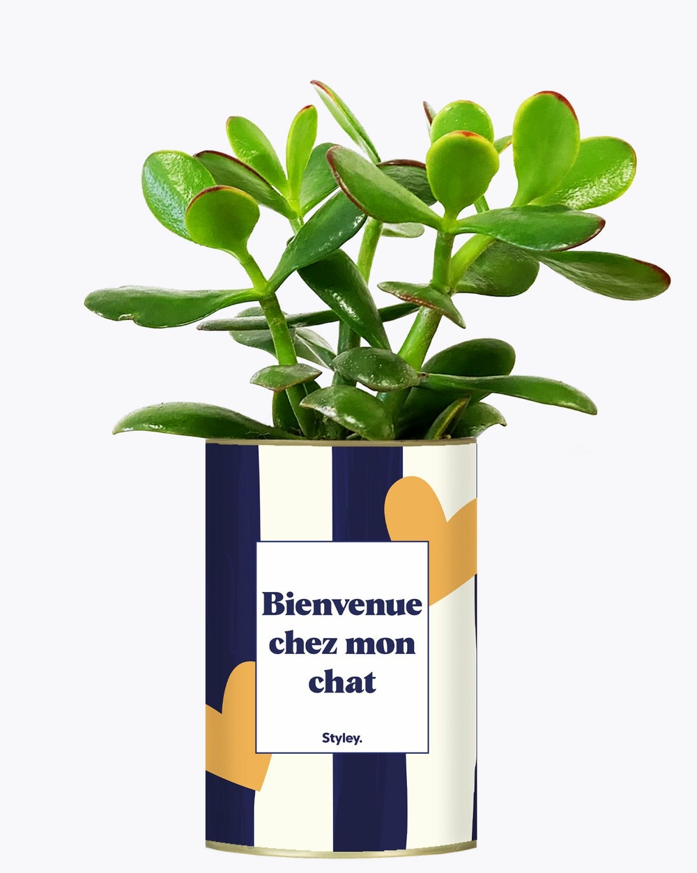 Plante drôle - bienvenue chez mon chat - cactus