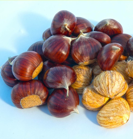 Chataignier dore de lyon - baliveau greffe