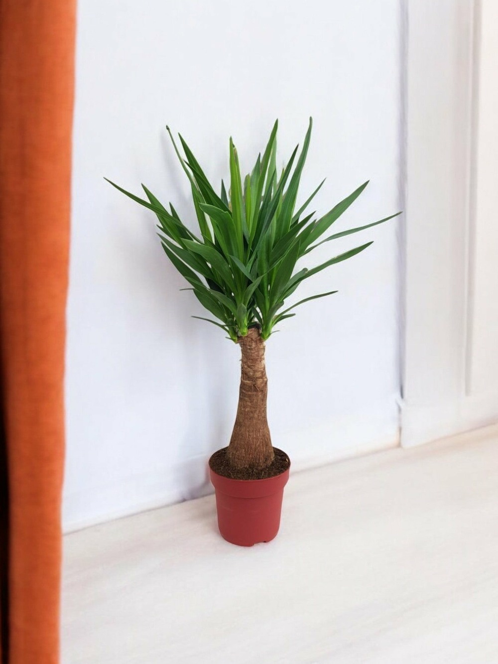Yucca maya tree 80cm - plante d'intérieur