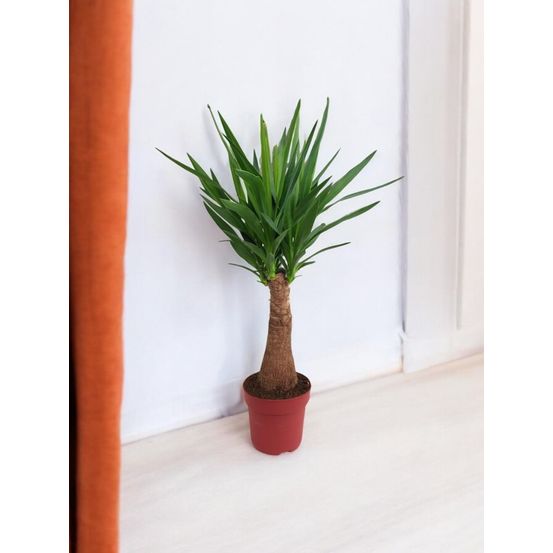 Yucca maya tree 80cm - plante d'intérieur