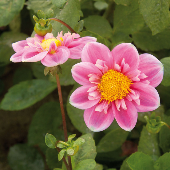 Dahlia gpe à collerette 'hartenaas' bulbe calibre i