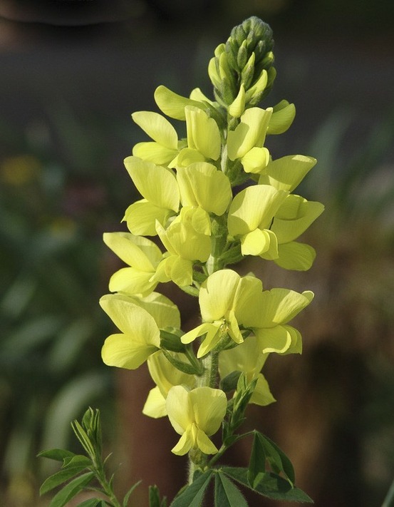Faux lupin godet de 8/9 cm