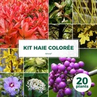 Kit haie colorée - 20 jeunes plants - 20 jeunes plants : taille 20/40cm